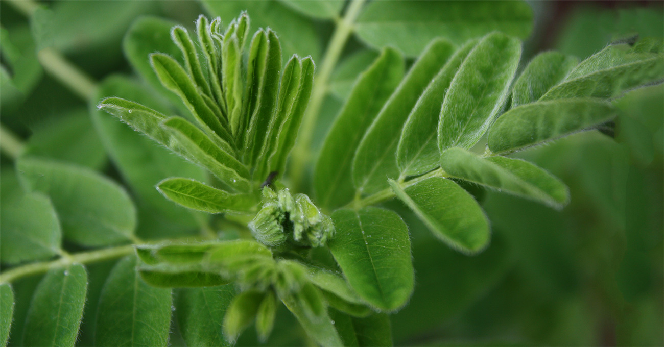What is the essence of Astragalus and uses?