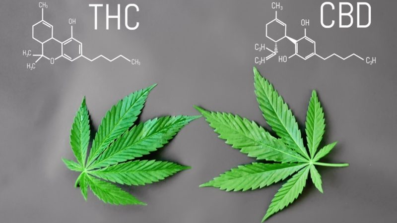 Can You Sweat Out THC